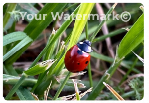 What is a Watermark?
